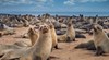 400 морски лъва станаха жертва на птичи грип край Уругвай