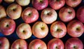 Как да съхраним ябълките свежи до 10 месеца след брането?