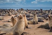 400 морски лъва станаха жертва на птичи грип край Уругвай
