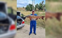 Рибар улови 20-килограмов амур в езерото край село Казичене