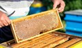 Използването на забранени пестициди влошава качеството на българския мед
