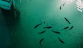 Екип от международни учени изследва рибата в морето край АЕЦ "Фукушима"