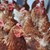 Откриха огнище на птичи грип в Хасковско