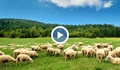 Похитителят на овце в Северозапада още не е разкрит