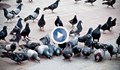 Убива ли мръсният въздух гълъбите в Русе?