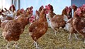Ново огнище на птичи грип е установено край Добрич