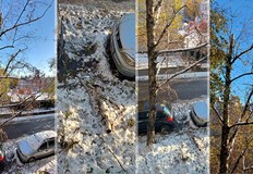 Изсъхнали дървета в Русе