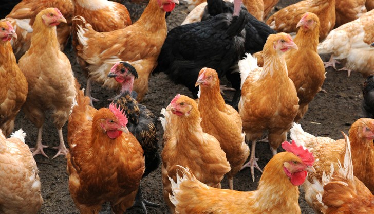 Това са 20% от всички яйценосни птици в страната, каза заместник-министърът на земеделието