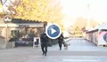 Полицаи с автомати и следови кучета охраняват Бургас