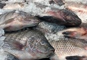 Как да познаем кога рибата е прясна?