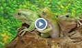 Стресирани отровни жаби спаси полицията в Колумбия