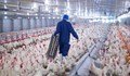 13 държави забраниха вноса на белгийско пилешко месо