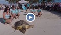 Пуснаха на свобода костенурка от застрашен вид, уловена в мрежа