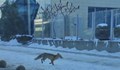 Защо все повече лисици се срещат в градска среда?