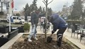 Засаждат нови широколистни дървета в центъра на Русе