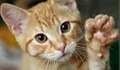 Мартенички с кауза помагат на бездомните котки