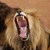 Лъв уби служител на зоопарк в Нигерия