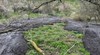 РИОСВ - Русе: Не са установени нови разливи на торови маси край Писанец