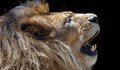 Лъв умъртви лъвица в белгийски зоопарк