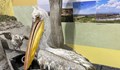 Къдроглав пеликан допълни колекцията от препарирани животни в Екомузея