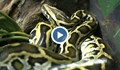 Откриха най-голямата змия в света