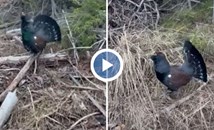 Заснеха птица от рядък вид в Родопите