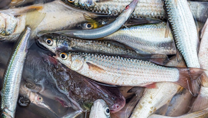 Рибата е иззета и дарена на общините Никола Козлево, Каолиново и Смядово