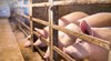 Умъртвиха 11 500 свине заради африканска чума в Южна Румъния