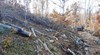 Александър Дунчев: Дървопреработвателите настояват за повече горска сеч, за да падне цената на дървесината