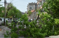 Бурният вятър събори дърво върху къща в Хасково