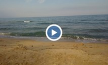 Мъртви делфини от два дни са на плажа в Кранево