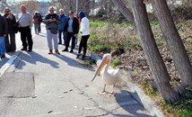 Жители на Варна издирват пеликана Стойчо