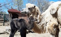 Камилче се роди в зоопарка във Варна