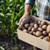 Климатичните промени слагат край на епохата на евтините картофи