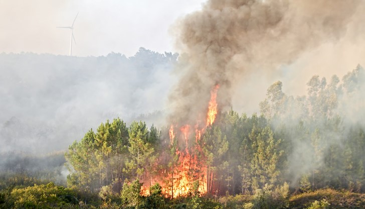 Властите вземат мерки за предотвратяване на горските пожари