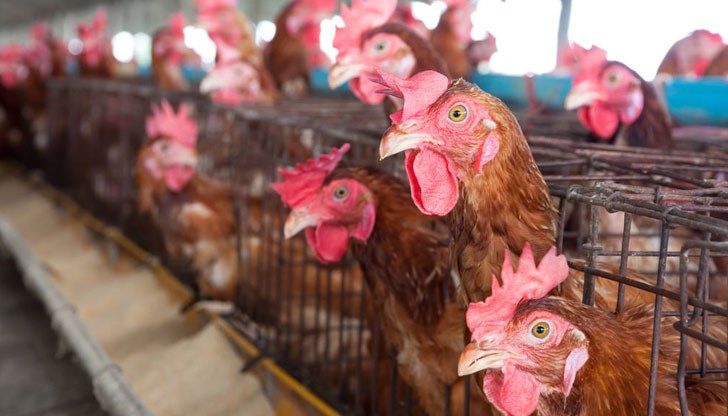 Във фермата се отглеждат близо 154 000 кокошки носачки
