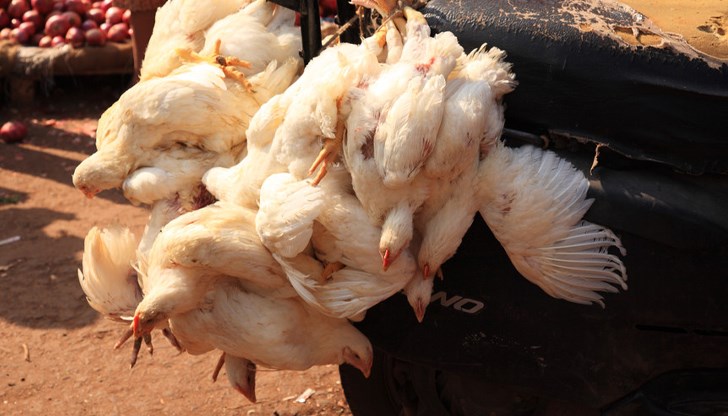 Умъртвените пилета от ферма с птичи грип се транспортирали за загробване