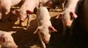 Изтича срокът за подаване на документи за помощ за хуманно отношение към свинете и птиците