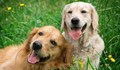 Русенци могат да гушкат кученца на събитие в Парка на младежта