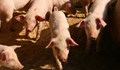Изтича срокът за подаване на документи за помощ за хуманно отношение към свинете и птиците