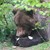 Почина 33-годишният мечок Чарли