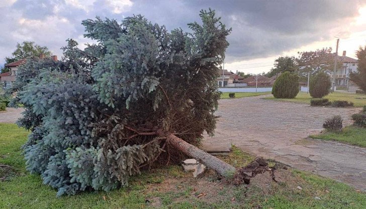 Кметът на Стралджа показа снимки на изкоренено дърво