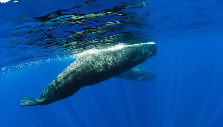 Учени изследват "фонетична азбука" на морските животни
