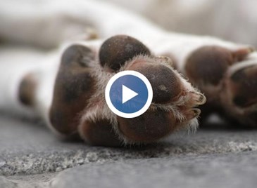 Застреляха куче в Русенско, докато стопанката му го разхожда Застреляха куче в Русенско, докато стопанката му го разхожда