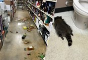 Пиян енот вилня в магазин и заспа в тоалетната Пиян енот вилня в магазин и заспа в тоалетната